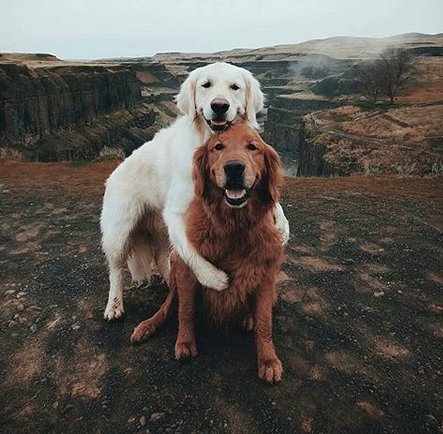 This should brighten up your Tuesday morning 🖤 @wat.ki
#dogs #dogshugging #retreivers
