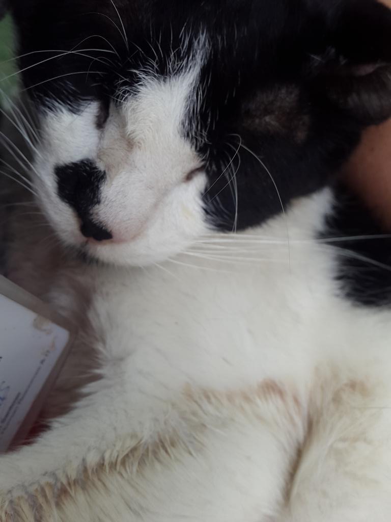 FashionAddictN's tweet photo. RIP Dodot 14-08-2018 https://t.co/GHXBHcQDiY