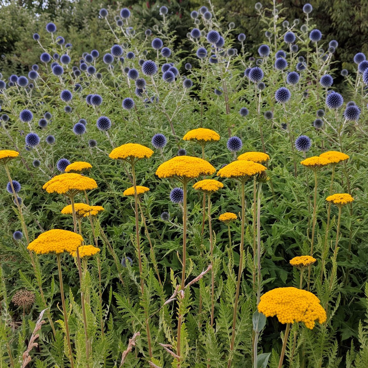 BluebellCottGdn's tweet image. Has your world been supported by any of the following?

@macmillancancer
@hospiceuk
@ParkinsonsUK
@mariecurieuk

Give back! Support our evening fundraising for @NGSOpenGardens.

#Cheshire #northwestuk #charitytuesday
#TuesdayThoughts #TuesdayMotivation

bluebellcottage.co.uk/plants/AAA500