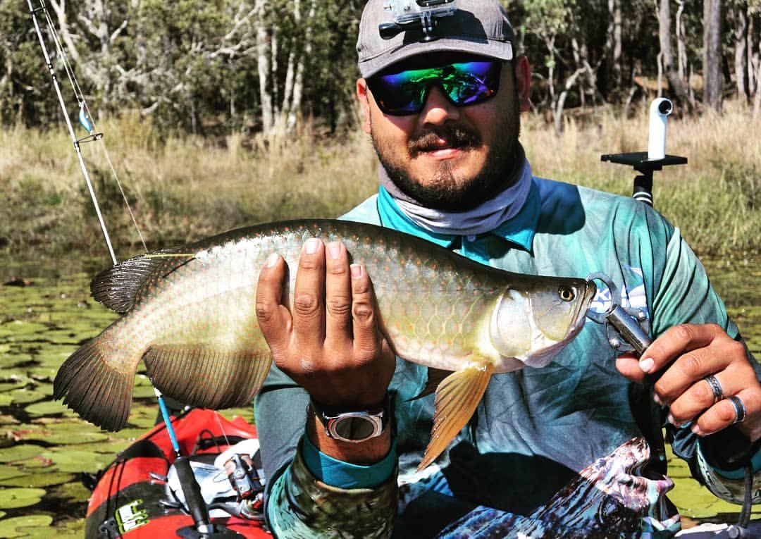 traxel88's tweet photo. STOKED to finally have caught my first Saratoga at #LakeKurwongbah !
#Brisbane #FishingBrisbane #KayakFishing #saratoga #toga #FreshWaterFishing #YakSessionZ https://t.co/e6leWyZxt2