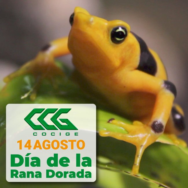 COCIGE's tweet photo. Día de la Rana Dorada https://t.co/QBsrmTYr5d