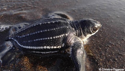 I am the largest sea turtle in the world—or I will be when I grow up! ow.ly/5nd630lgcTa #TurtleTuesday