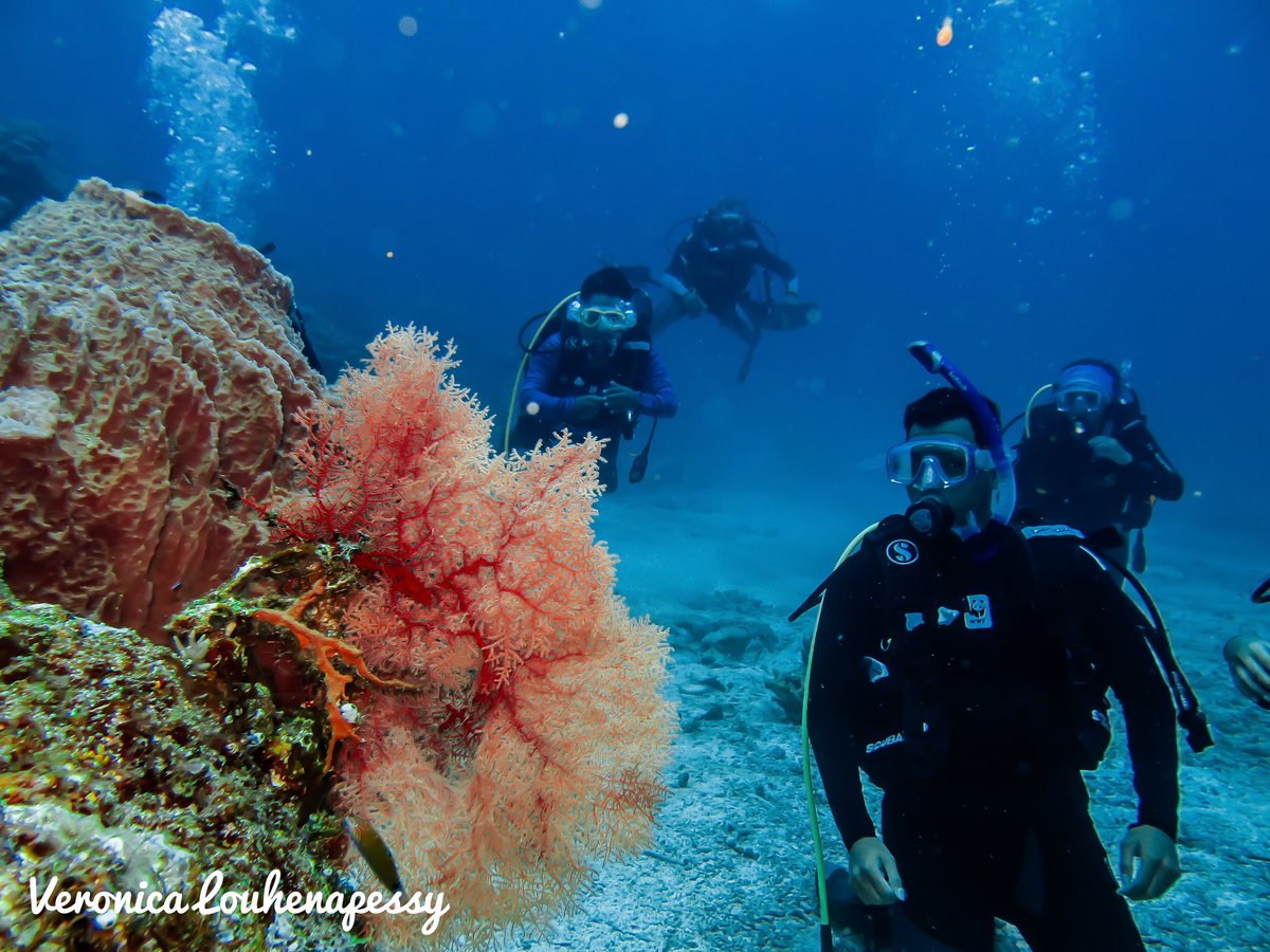 alanceuu's tweet image. Pengen diving lagi, tapi belum nemu dive master di Saumlaki 😔 

#NeverDiveAlone 🐬