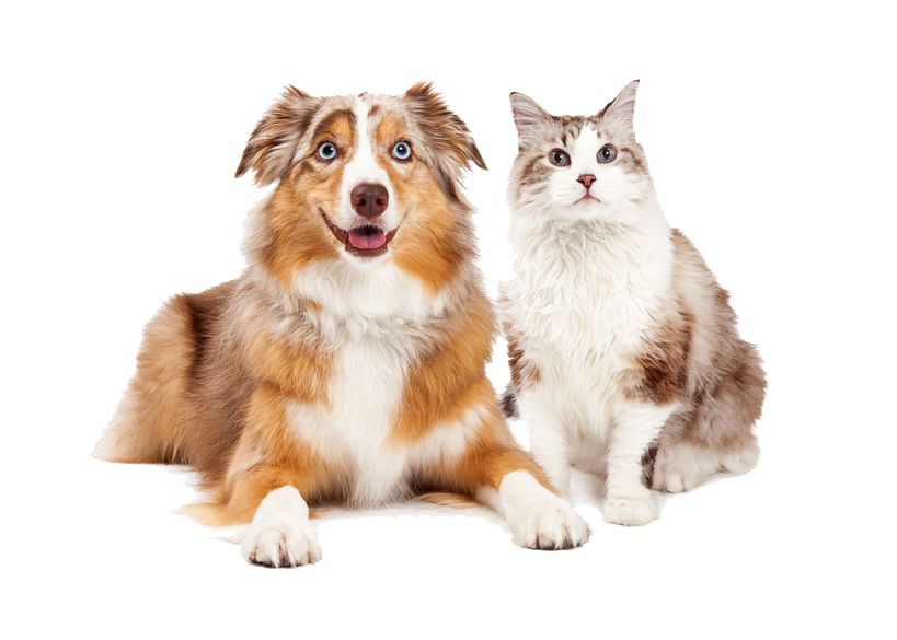 ehaveinc1's tweet photo. Ehave ($EHVVF) Provides Update on Companion Animal Informatics Platform to Include Use of Medical Cannabis: https://t.co/A0SAYRPRvQ https://t.co/V3oxKqqChd