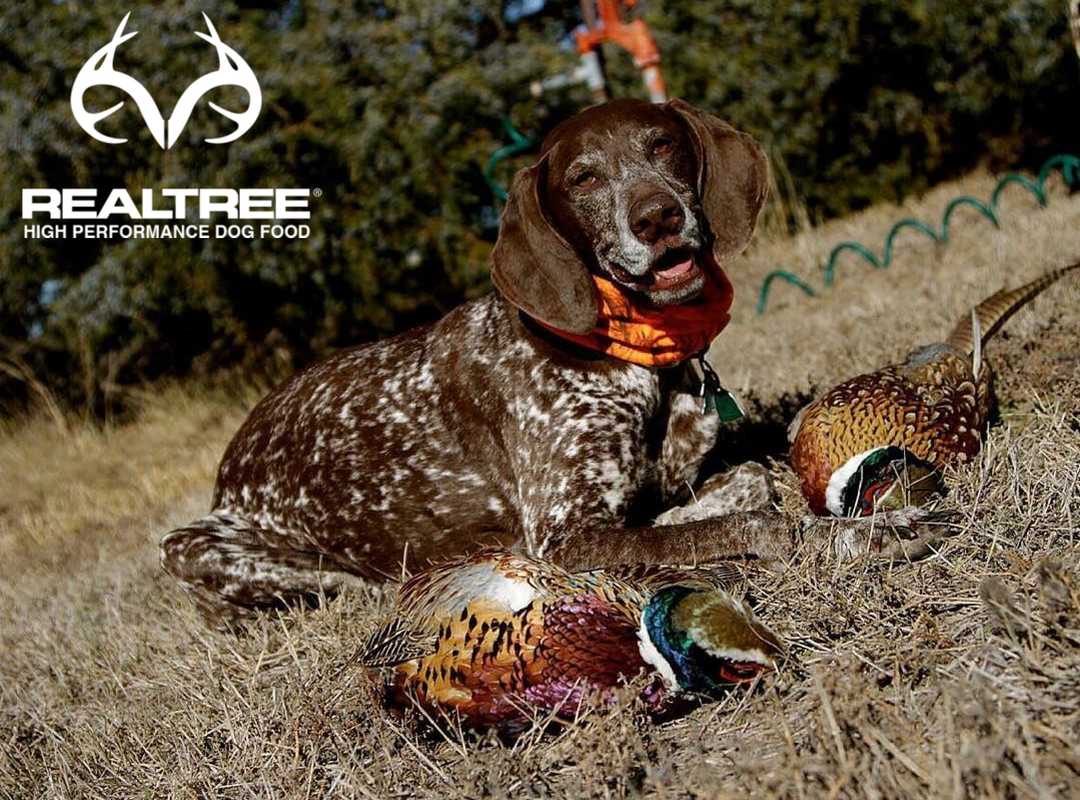 RealtreeDog's tweet photo. Chloe taking a well-earned break ✔
#RealtreeDog #Realtree #DogHealth #DogNutrition #GSP #gsppuppy #gspofinstagram #birddog #birddogoftheday #GunDog #gundogoftheday #gundogsofinstagram #HuntingDog #hunting #southerndogs #dailydog #pheasant #pointingdogs #activedog https://t.co/ZkhFb3iMJh