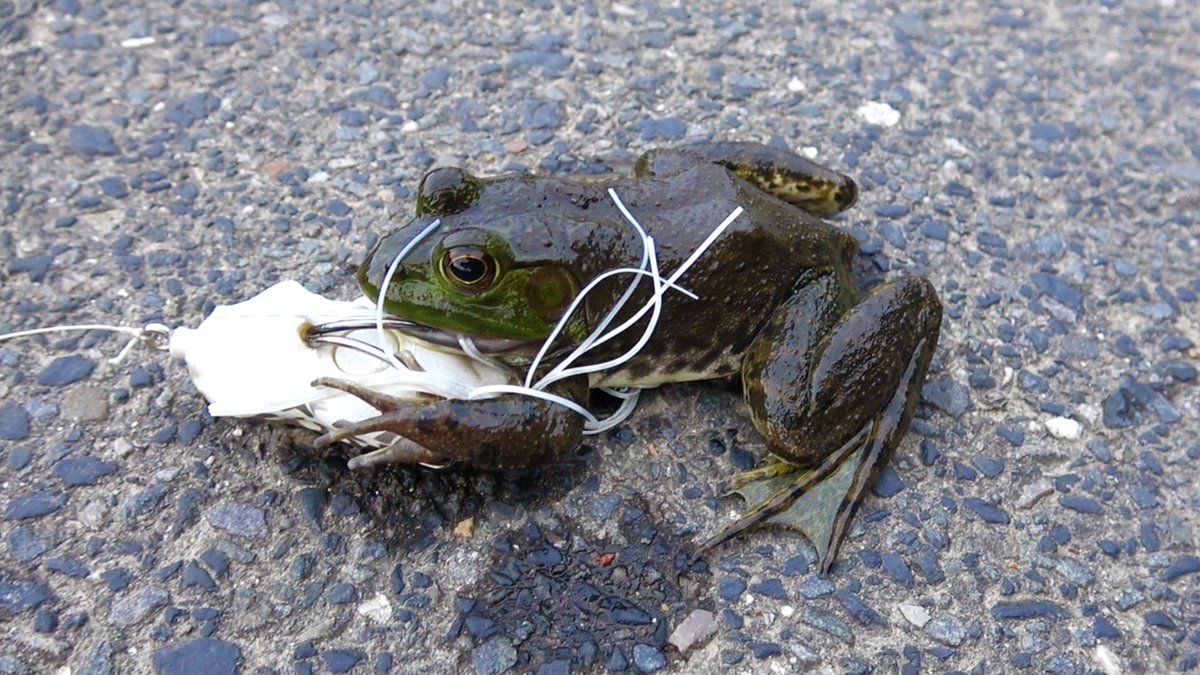 最高釣り フロッグ すべての魚の画像
