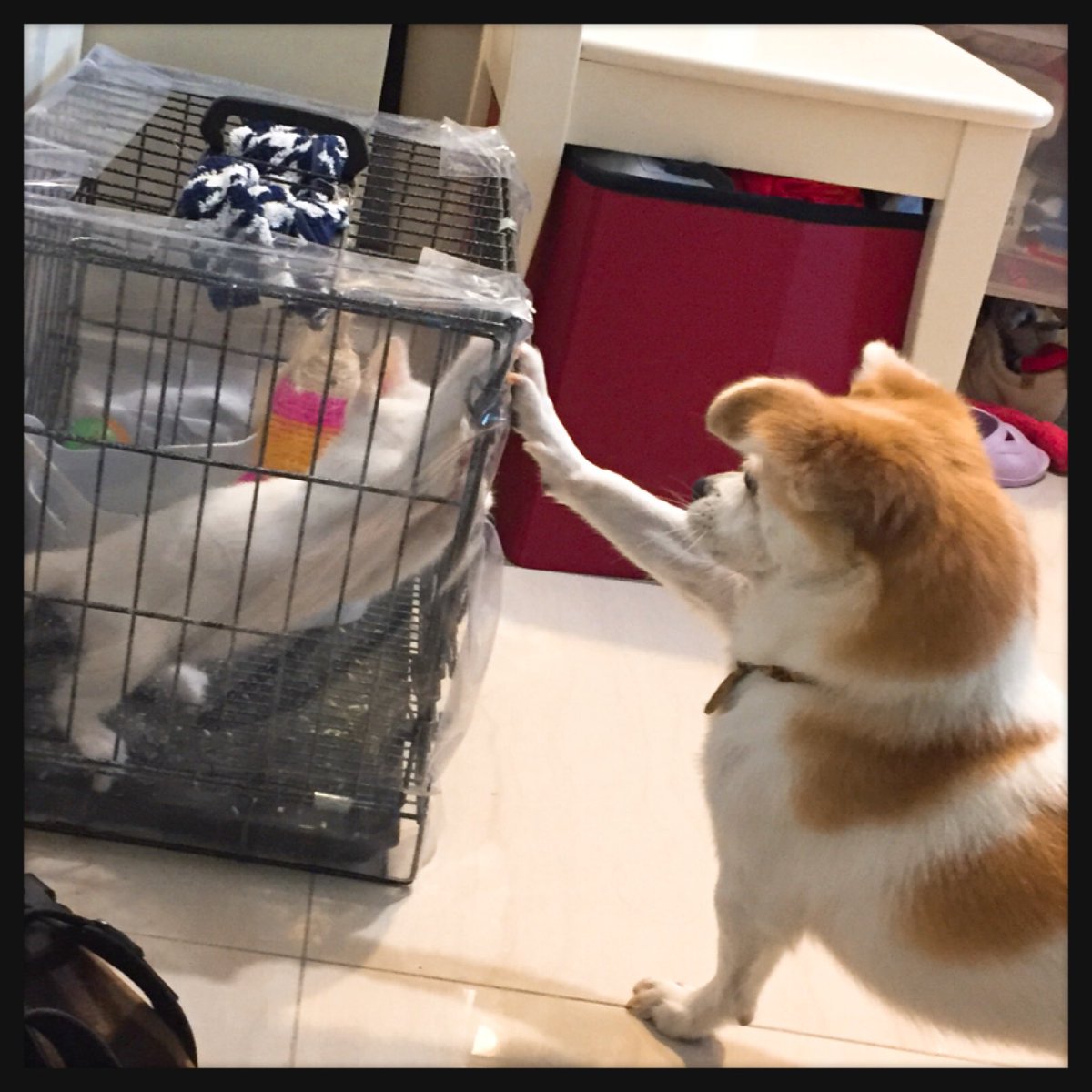 MissfoxGigi's tweet photo. 本小姐正式宣佈～攪事同盟正式啟動～
本小姐同雪寶將會稱霸全屋～

吾是雪寶·跪安 #狐狸小姐 #貓細佬 #帥唐貓 https://t.co/XiFfbLYW1u