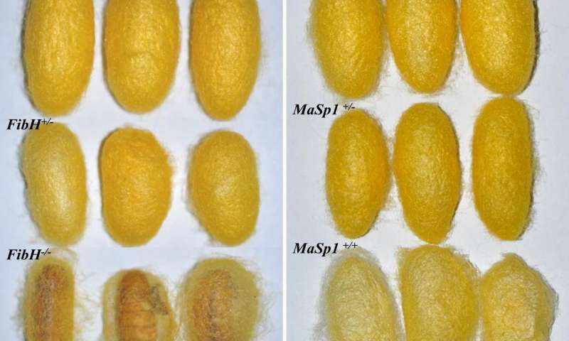 yicaichina's tweet image. #Chinese scientists use transgenic silkworms to produce #spidersilk