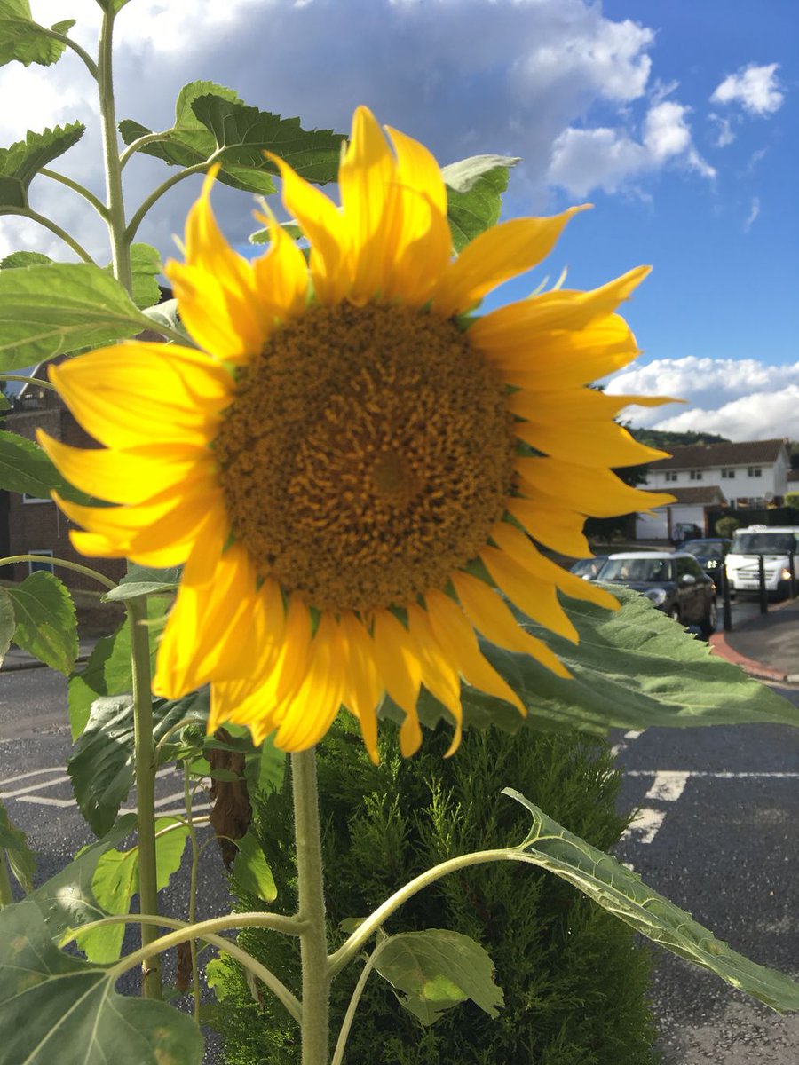 Where are you getting your #localcoffee fix today? Got this little beauty <a href="/EmmaBridgewater/">Emma Bridgewater</a> at #TheFigTree in #KingArthursCourtyard. There are so many fab cafes in#Dorking remember to download the @loyalfree app for daily deals! buff.ly/2LDkW0k #ShopLocal