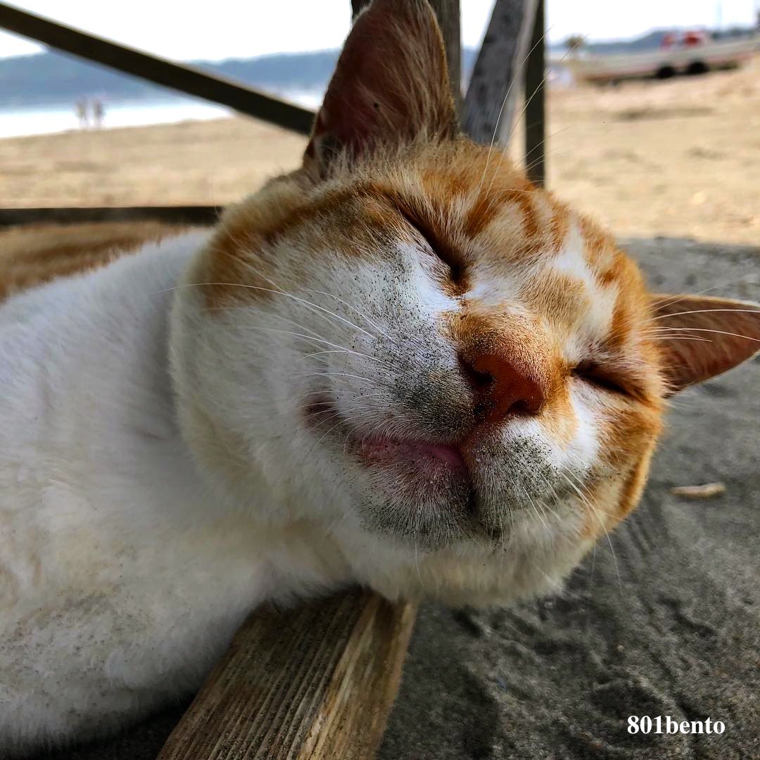 猫びより 砂に顔を突っ込んだキイロ親分 構わず爆睡してます 砂払って寝るのがふつうの猫 小さいことは気にしないのが真の漢 T Co Jgbwa9owwm キイロちゃん ネコおやぶん カバーボーイ 砂ひげ 真の漢 猫びより 撮影はキイロちゃんのお友達 猫びより 砂に顔を突っ込んだキイロ親分 構わず爆睡してます 砂払って寝るのがふつうの猫 小さいことは気にしないのが真の漢 T Co Jgbwa9owwm キイロちゃん ネコおやぶん カバーボーイ 砂ひげ 真の漢 猫びより 撮影はキイロちゃんのお友達