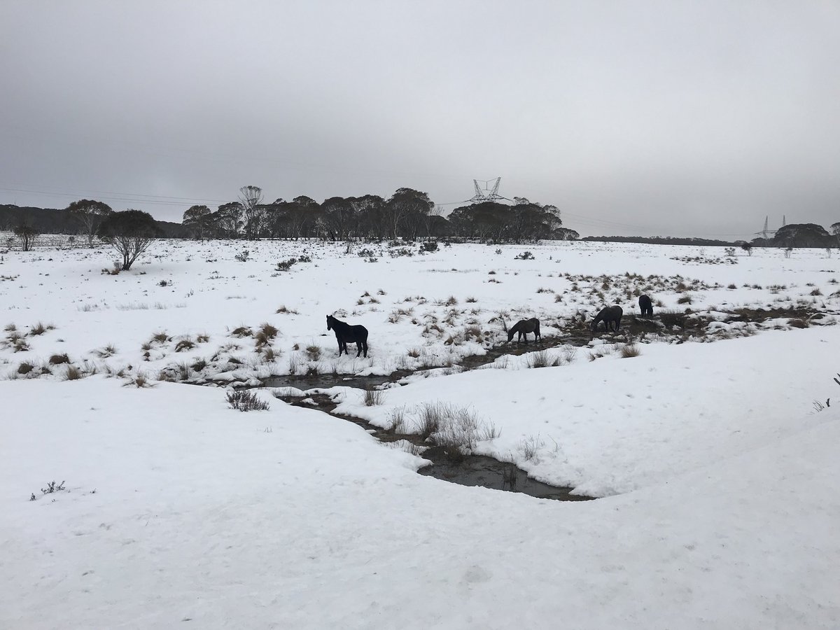 Love visiting clients on farm, especially when it involves a trip to the Monaro across the Snowy Mountains. Couple of brumbies for you there <a href="/Pete_Karam/">Peter Karam</a> #agribanking #NSW