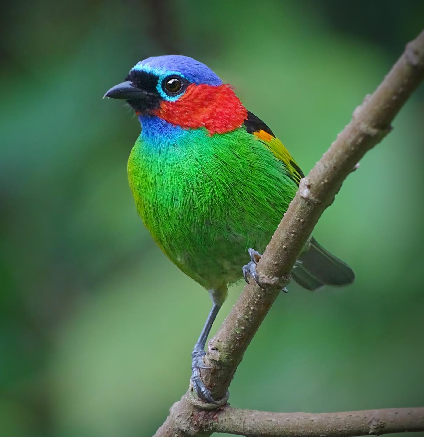 World birds on X: "Red-necked Tanager (Tangara cyanocephala) #painting #art  https://t.co/ywT3xoa4AA" / X