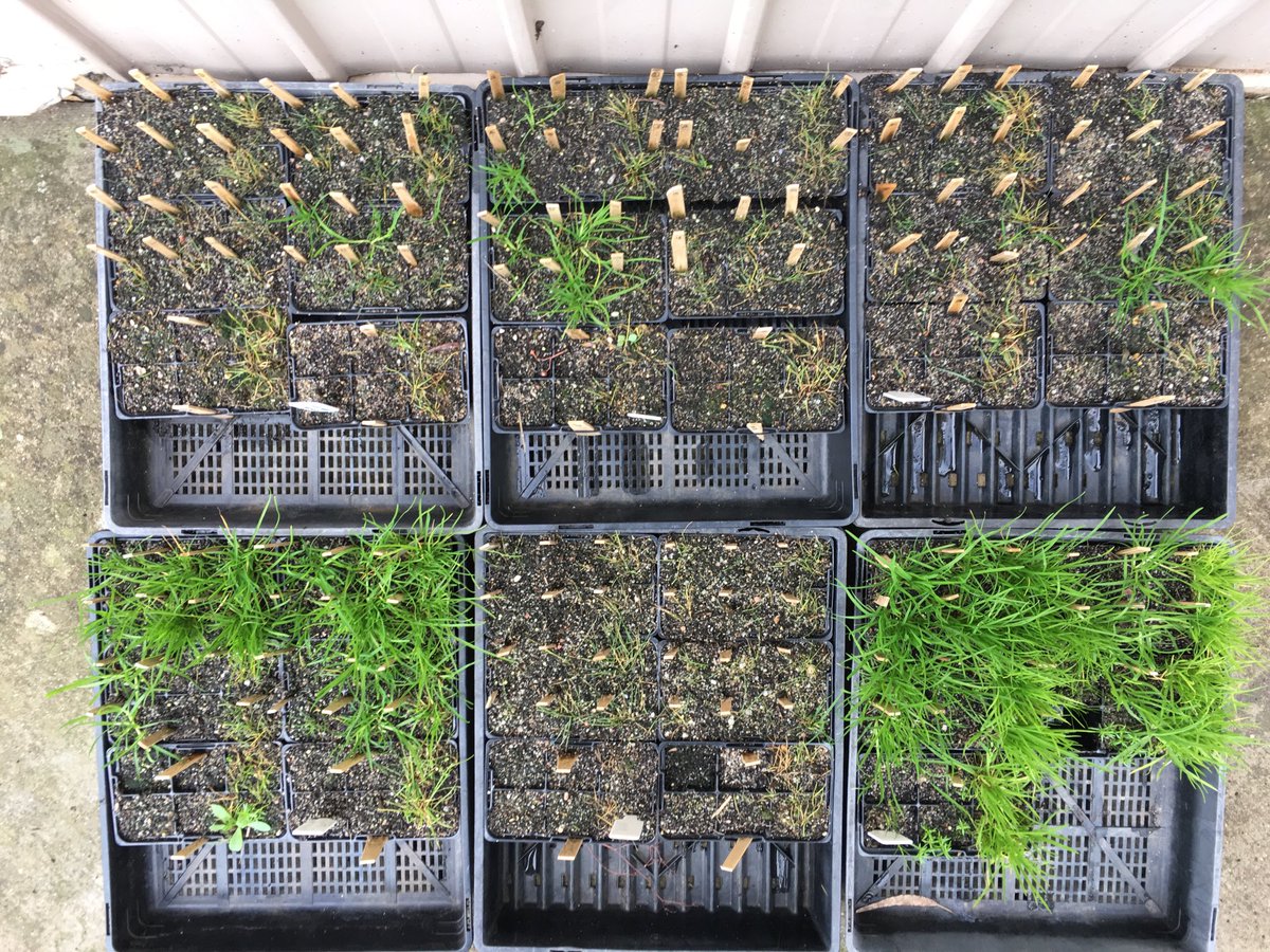 Here is another trial with 5 propyzamide products at the same active gram rate on wintergrass from commercial turf. Each tray is a different product. Tray located on the bottom right is untreated. ⁦<a href="/GRDCSouth/">GRDC South</a>⁩