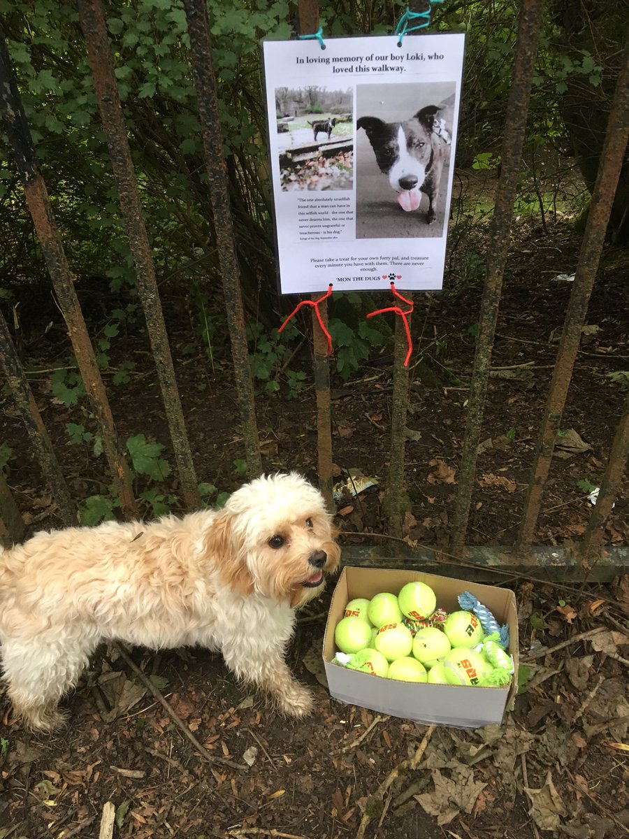 This is just lovely. And made my wee dug’s day!! ❤️❤️❤️