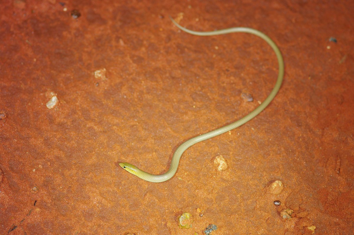 jr4science's tweet photo. Please note 🐍 = a legless lizard today! 😃 #WorldLizardDay
Like this seriously springy Sharp Snouted Delma (Delma nasuta) & Western hooded scaly-foot (Pygopus nigriceps). #ILoveLizards https://t.co/Y8rGaHobjy