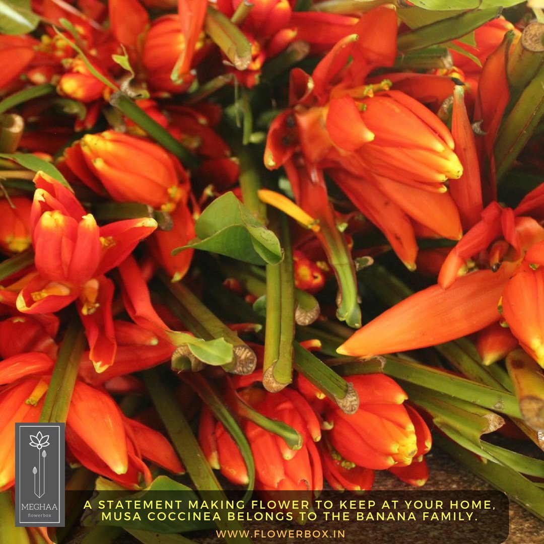 meghaaflowerbox's tweet photo. A statement making flower to keep at your home , musa coccinea belongs to the banana family. The bright orange flowers instantly adds a warm tropical feeling to your space. #orange #musacoccinea #Tuesdays #floralenergy #india #flowerchi #flowerstalking #flowerstyles #wildflowers https://t.co/oaPlsjjBXb