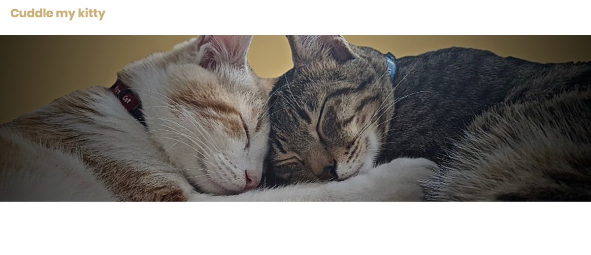 cuddlemykitty's tweet photo. @GoodVetGuide we would love to know what you think of our new cat lovers' community - providing free and genuine cat sitters https://t.co/vkiVyG7Vtz https://t.co/hXlHasLyJ1