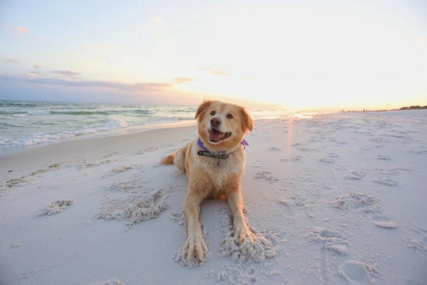 Spiaggepercani Hashtag On Twitter