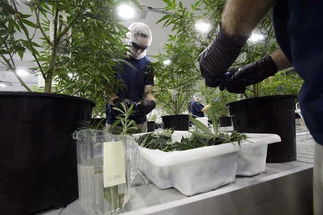 Weed's want ads longer, marijuana job searches up as industry grows: study: bit.ly/2w5qo1u https://t.co/z0lT25yJ0p