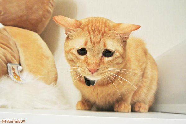 タイミング #タレ目猫そむが可愛すぎるんじゃ #娘が可愛すぎるんじゃ