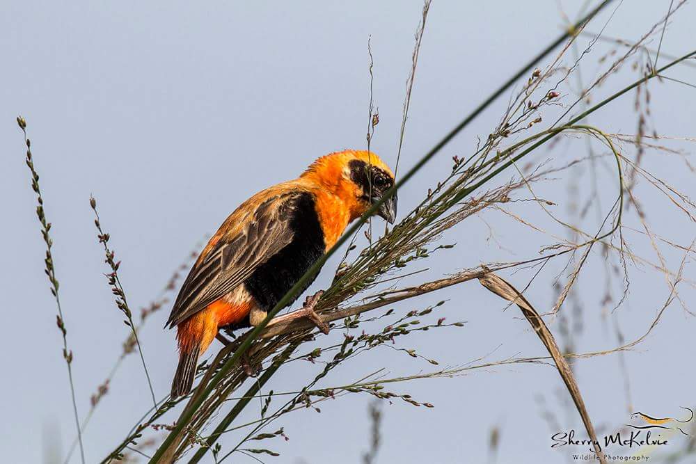 Did you know that when we talk about the #birds haven in #Africa, we mean #Uganda 🇺🇬? Find our team of expert birders at stand 23,38 M8 as we represent the #PearlofAfrica at the 30th #Birdfair from 17th - 19th Aug 2018 at <a href="/RutlandWaterNR/">Rutland Water Nature Reserve</a>, Oakham, UK. 

📸: FB: Sherry McKelvie