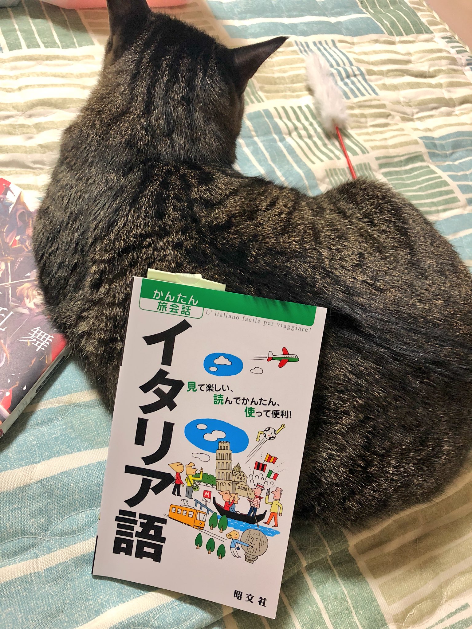 さの 大和国 旅行に行くのでイタリア語の本買ってみたら 6ページ目 から緊急フレーズが載ってる 調べるほどにスリや置き引き 犯罪に気をつけろって書いてるからイタリアおっかない 添乗員さんから離れないどこ T Co Djeltqkmig Twitter