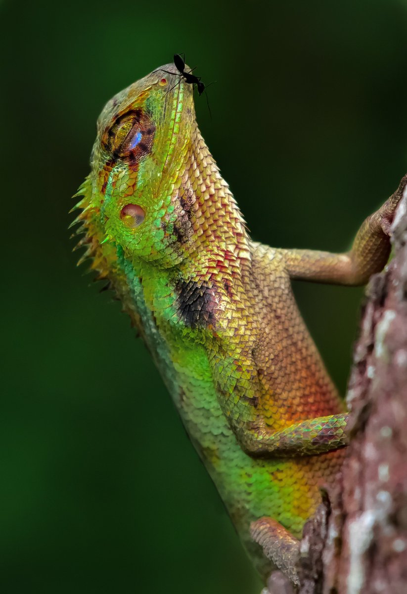 NikonIndia's tweet image. A colourfully rich portrait of a sheepishly smiling chameleon, caught by Satyajit Maity.
#ThroughYourLens

EXIF: Nikon D7200 | 500mm | f/5.6 | 1/1250sec | ISO 800
