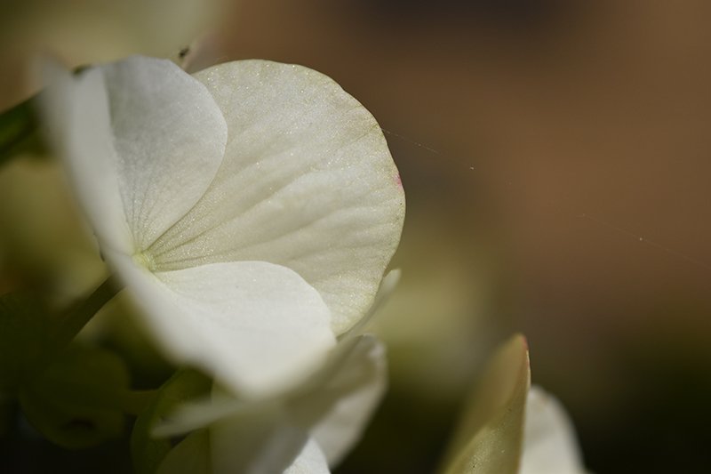 NikonIndia's tweet photo. The earth truly laughs in flowers, Photo captured by Nikon D5600. #NikonShowcase
Picture Courtesy: Mattia Bonavida
To know more about the camera, please visit: https://t.co/RAvlk9ESj6 https://t.co/aJw7mR15oS
