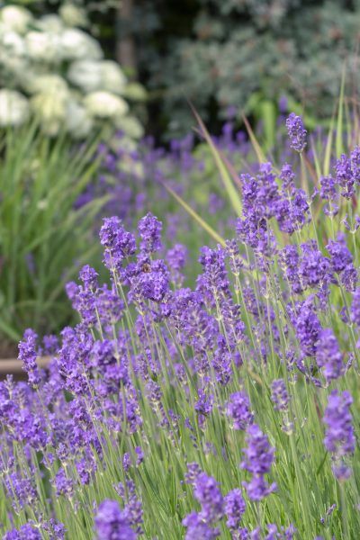 bmg_app's tweet photo. August in the Middlesized Garden from @midsizegarden. Interesting #gardeningtips on lavender - cut back hard in winter. I haven't had success with this approach in the past but I wasn't leaving any buds https://t.co/BLx7QDSGgg https://t.co/XU6gQAphgF