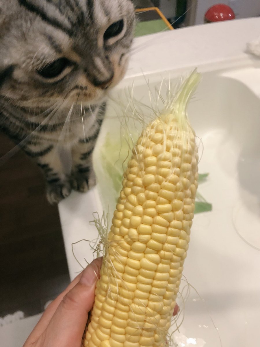 夜ごはんはトウモロコシごはん。猫がヒゲをむしってくれた。  ツイナビ
