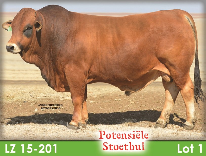 SimbraZA's tweet image. Rotswand LZ15201 (Lot 1) sold for R130 000 to Schalk Erasmus from Blouberg Simbras at the Rotswand &amp;amp; Maratana #Simbra Production Sale on 14 August 2018, Winburg.