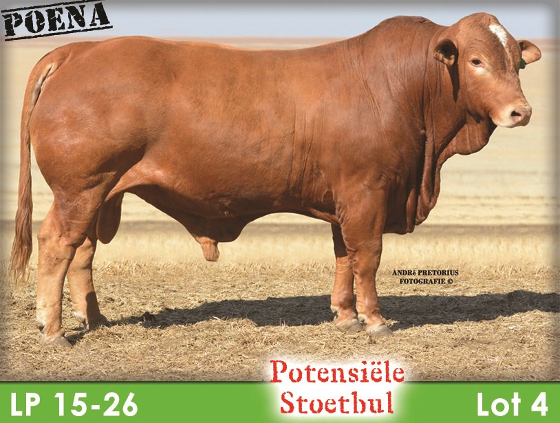 SimbraZA's tweet image. Maratana LP1526 (Lot 4) sold for R100 000 at the Rotswand &amp;amp; Maratana #Simbra Production Sale on 14 August 2018, Winburg.