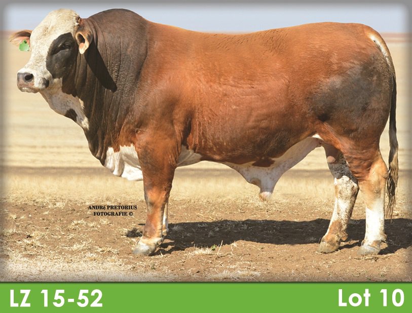 SimbraZA's tweet image. Rotswand LZ1552 (Lot 10) sold for R105 000 at the Rotswand &amp;amp; Maratana #Simbra Production Sale on 14 August 2018, Winburg.