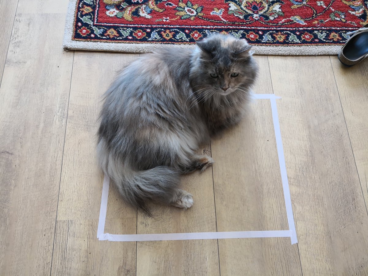 MissDuQueen's tweet image. Experiment geslaagd. #catspam #proef