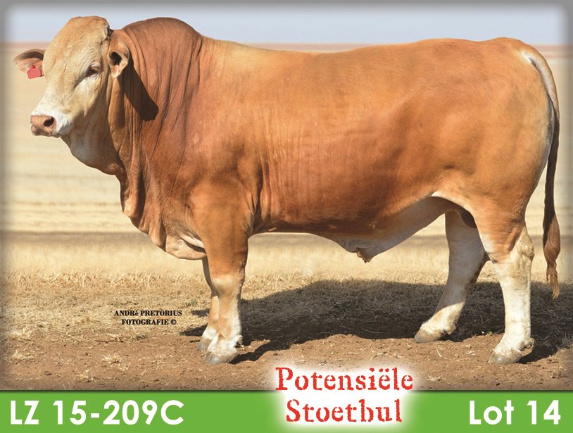 SimbraZA's tweet image. Rotswand LZ15209C (Lot 14) sold for R120 000 to the Malemba Simbra stud at the Rotswand &amp;amp; Maratana #Simbra Production Sale on 14 August 2018, Winburg.