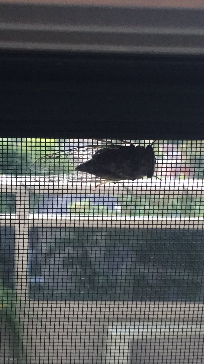 Unwelcome visitor #summerbugs #cicada