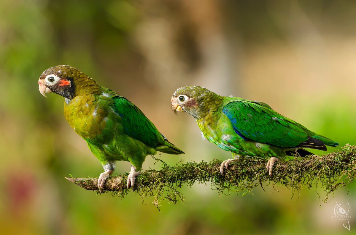 Juvenile brown-hooded parrots, Boca Tapada, San Carlos, Costa Rica #ParrotOTD. Gorgeous pic of these youngsters by Cyn Vargas flic.kr/p/o7zLHd