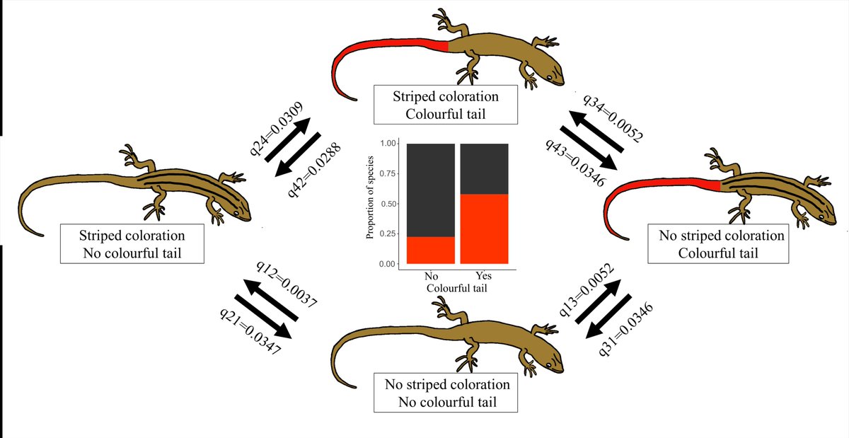GopalMurali1's tweet image. Check out our new article on factors associated with the evolution of dazzle stripes and colourful tails in lizards
#herpsci #colsci
onlinelibrary.wiley.com/doi/pdf/10.111…