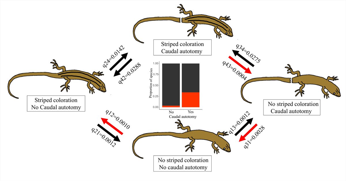 GopalMurali1's tweet image. Check out our new article on factors associated with the evolution of dazzle stripes and colourful tails in lizards
#herpsci #colsci
onlinelibrary.wiley.com/doi/pdf/10.111…