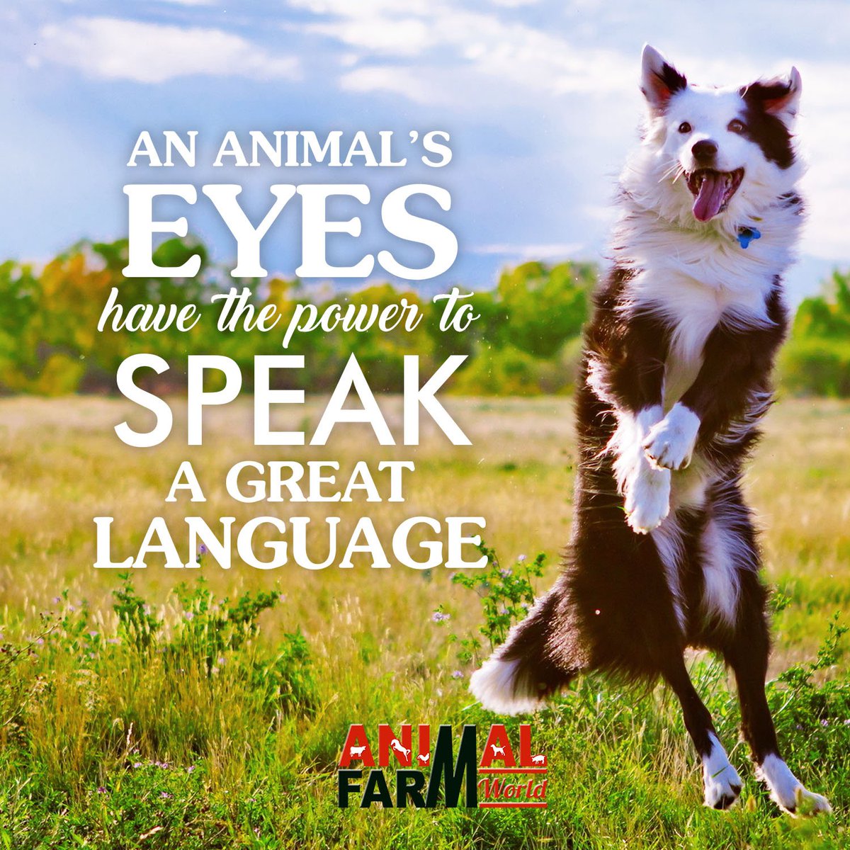 animalfarmworld's tweet photo. An animal's eyes have the power to speak a great language.
#animallover #animalfarm #animals #love #animalfarmworld #bestfriends #cat #dogs #friends #pigs #cow #chicken #iloveanimals #happiness https://t.co/IPc6WHKixX