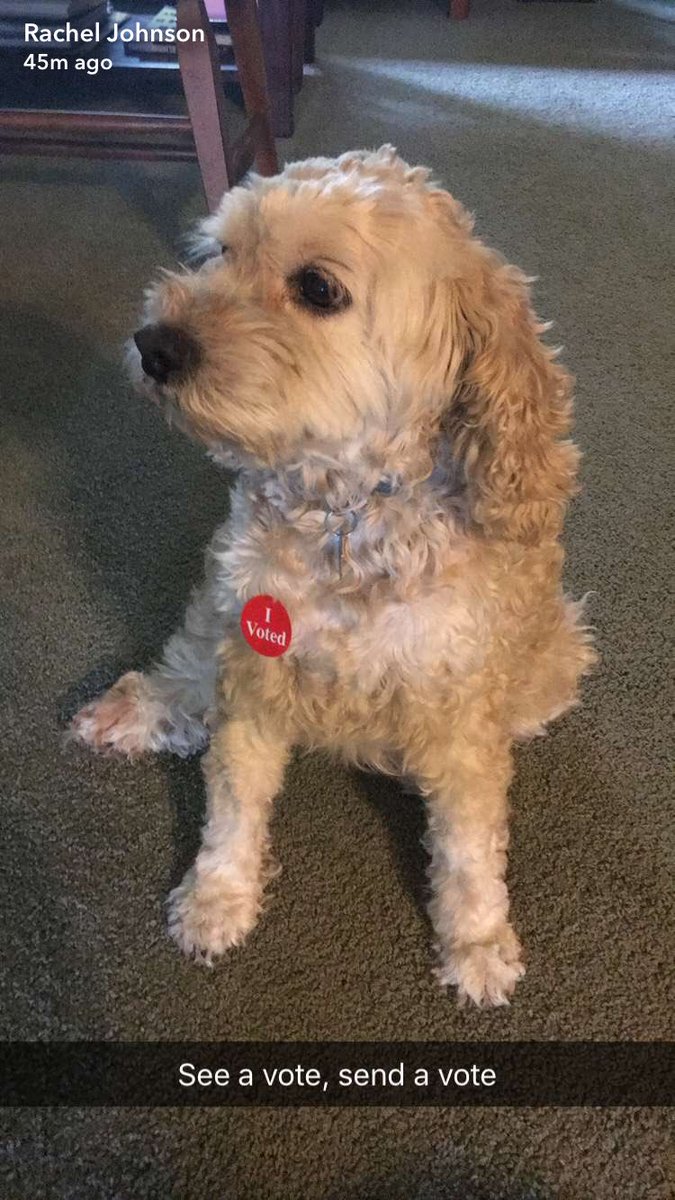 PopUltimate's tweet photo. Did you know that Minnesota has had the highest voter turnout (around 70%) since 1980?

If you're in MN be sure to vote in today's primary!

Be like our fuzzy friends, but don't pee on the carpet. #seeavotesendavote #seeachugsendachug (because it's tournament week too) https://t.co/1qYLSy1rLH