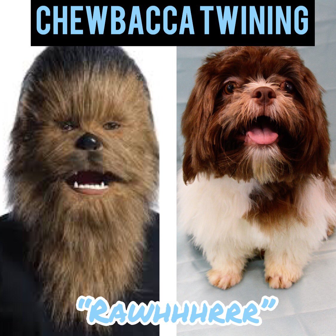 teacup and toy pets boutique