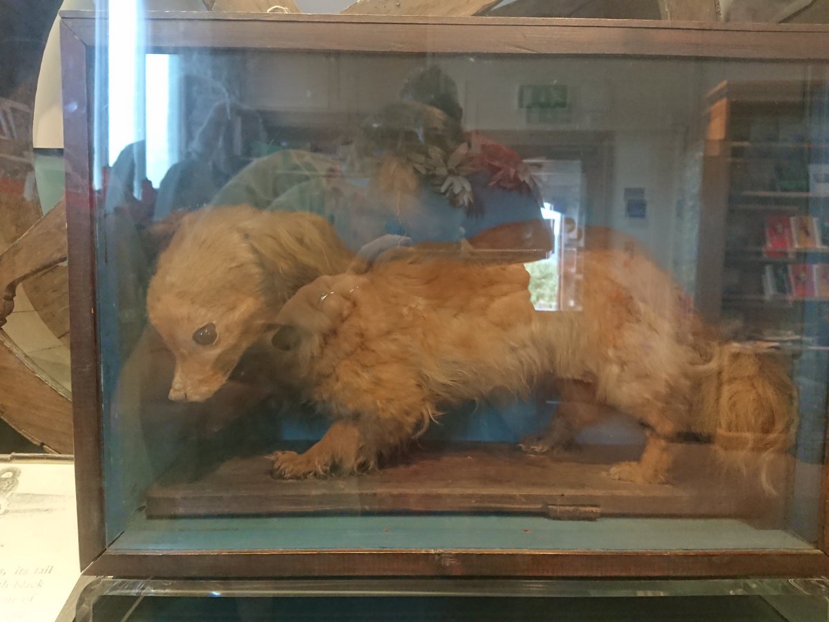 Abergavenny Voice On Twitter Did You Know That The Abermuseum Has A Good Selection Of Books To Buy And Whiskey Awesome Name The Last Surviving Specimen Of A Turnspit Dog A Massive