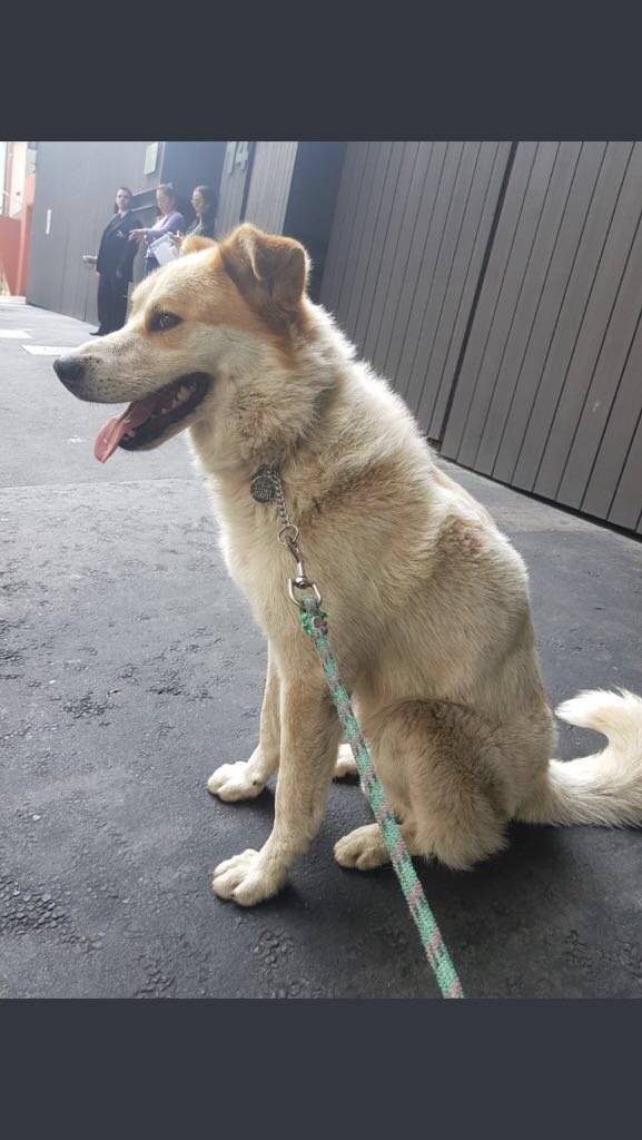 Ayer rescatamos a este perro en la Condesa, en Saltillo esq. con Nuevo León. Parece ser de casa, es macho y tiene 4-5 años. Si alguien lo conoce ayúdenme por favor a contactar a sus dueños o a encontrarle casa <a href="/MascotasSismo/">Mascotas Sismo</a> #AdoptaNoCompres #rescataaunperro
