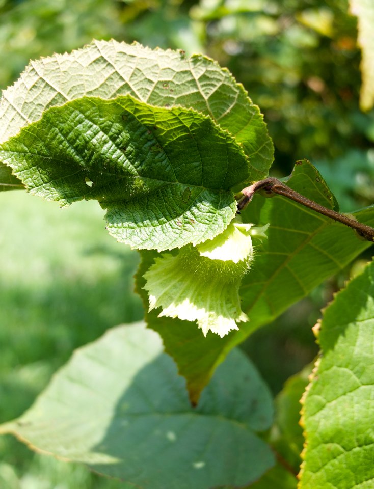 BtownOrchard's tweet photo. This intriguing bell-shaped blossom will eventually form itself into a lovely brown hazelnut. Just another of our orchard wonders! #HarvestFest2018  #orchardbeauty #urbanagriculture #communityorchard https://t.co/1vgW5JDXi7