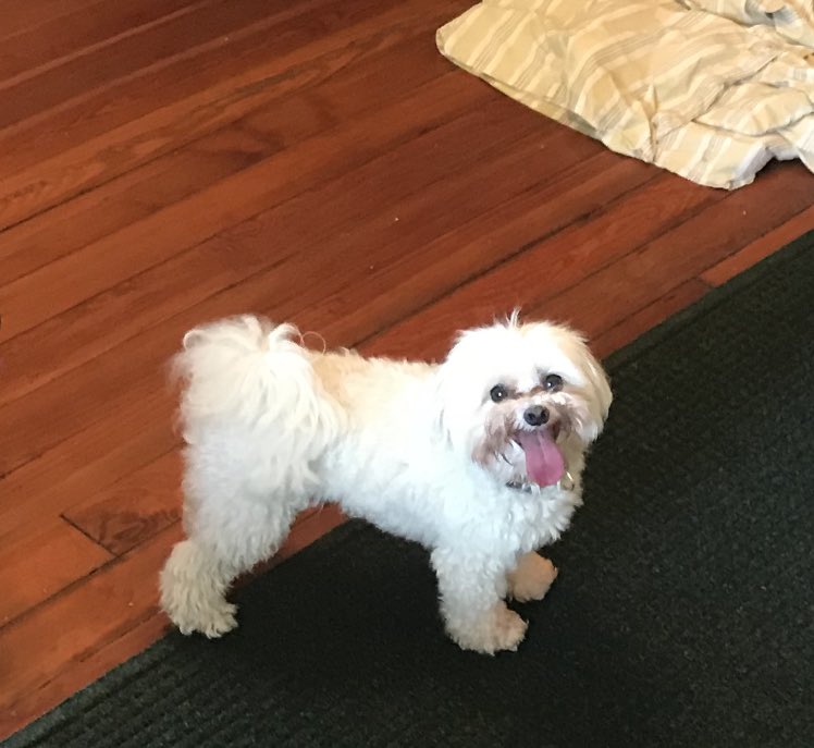 Meghan314's tweet photo. @ReginaRoyan @brainstamm Darwin didn’t make @brainstamm sneeze! (He’s a Maltese) https://t.co/q4LrNHyH7l