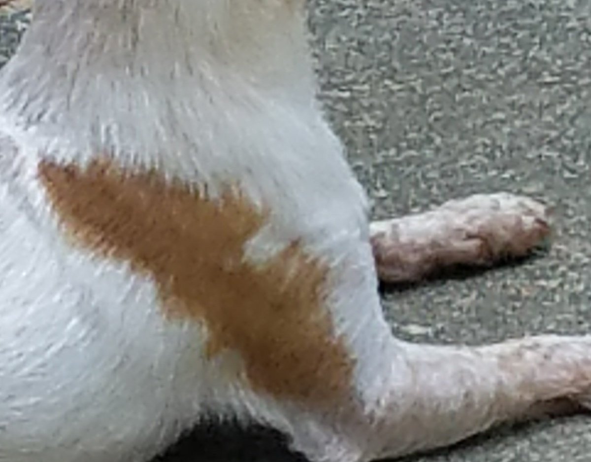 Spookyh9's tweet image. Batman??!