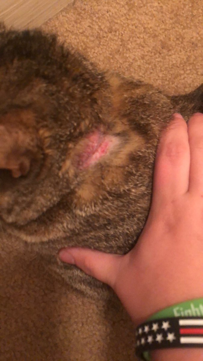 Cilla_Leigh's tweet photo. Now that #seresto has given my cat chemical burns I have to scrape up the money for a vet bill I really can’t afford after I’ve paid $70 for a flea collar. Thanks seresto. https://t.co/M5rDrqLvl6