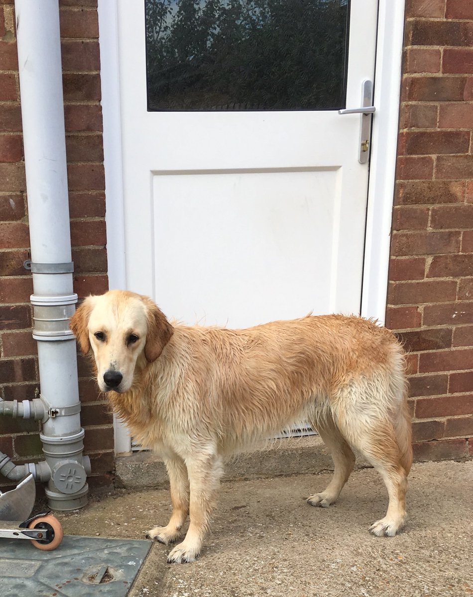 udderjo's tweet photo. I don’t think Gem (GD in training) is very impressed with her pamper evening. Perhaps she’ll learn not to swim or roll 🤔!! @guidedogseast #dampdog #nastywiff #goldenagain https://t.co/mSzG1s4PPR