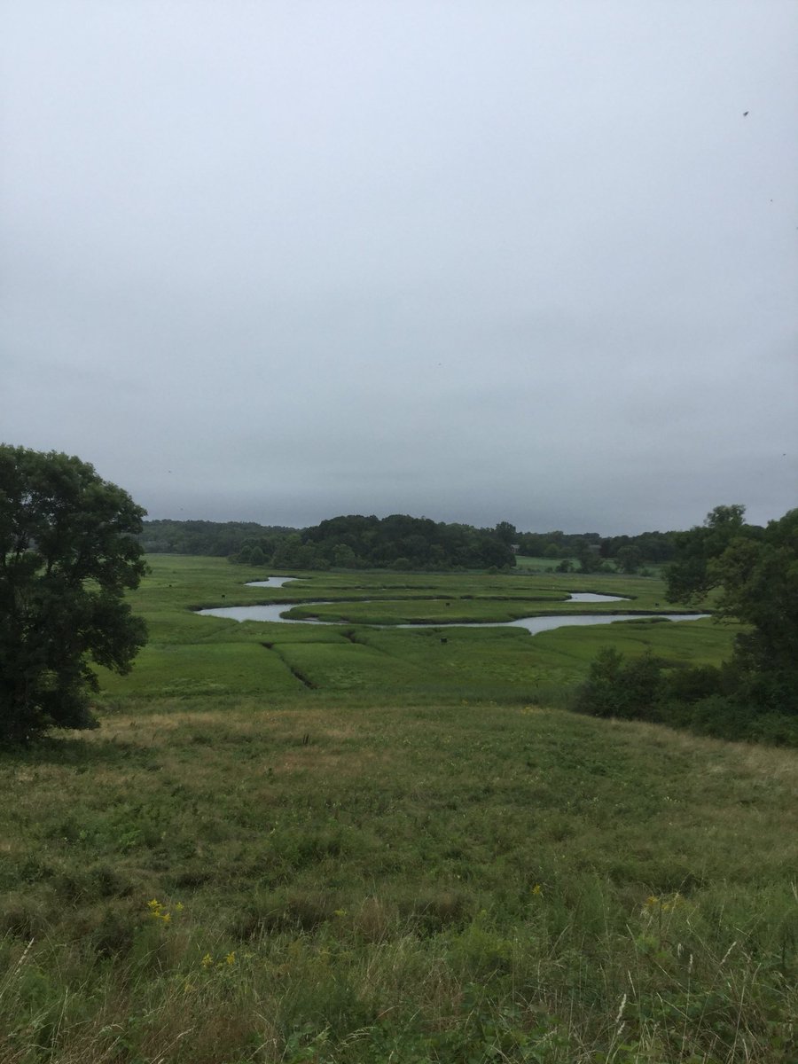 Enjoyed a walk @ the Crane Estate @thetrustees in Ipswich this weekend. The marsh is beautiful in every season, but I think I love it at peak green the most. @naturalnengland #naturalnewengland